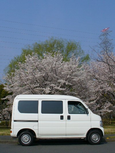 2009桜幸手.jpg
